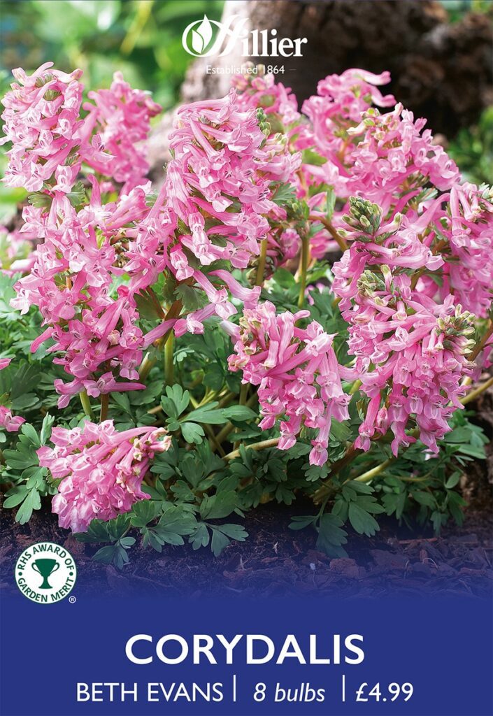 Corydalis Beth Evans Bulbs 8718641971086 2